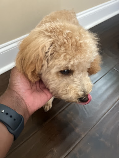 Pet Hair Care - Thumbnail