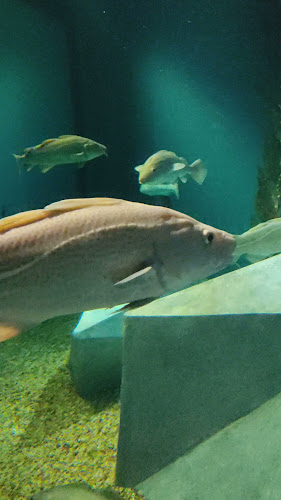 Museu Marítimo de Ílhavo e Aquário dos Bacalhaus - Ílhavo