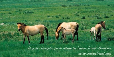 Photos of Selena Travel Mongolia LLC