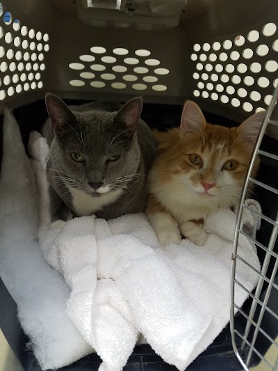 veterinary-care