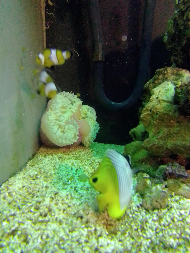 The Aquarium - Fish Anzin - Thumbnail