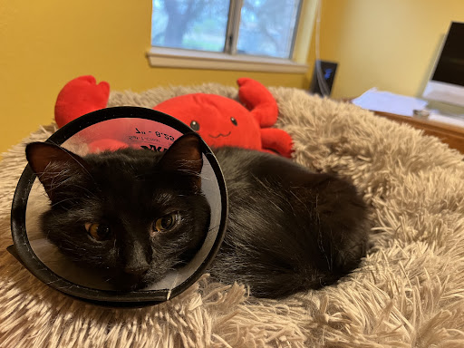 Tulare-Kings Veterinary Emergency Services Gallery - United States