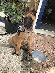 Photo n°6 de Élevage du Domaine d’Helektra à Courgivaux (Éleveur de chiens)