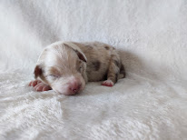 Élevage des Gardiens d'une Passion à Courcité