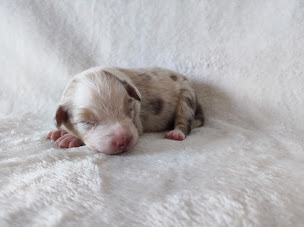 Photo n°1 de Élevage des Gardiens d'une Passion à Courcité (Éleveur de chiens)