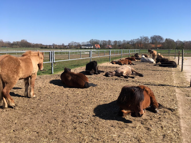 Islandpferdehof Baumeister