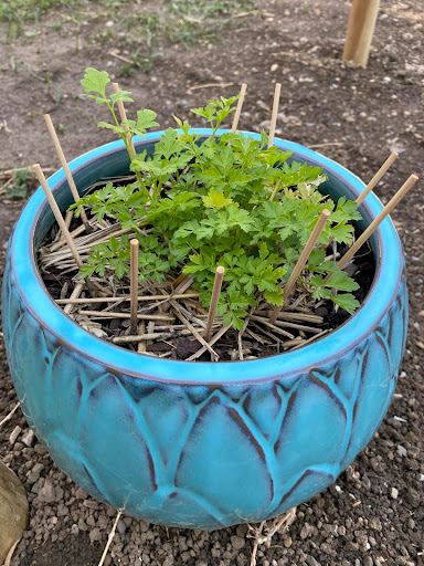Le potager de Natou - Thumbnail