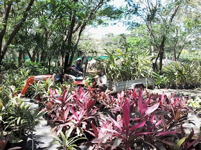 Photos of Total Fiji - Vuda Terminal