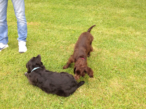 Rowan House Boarding Kennels - Thumbnail