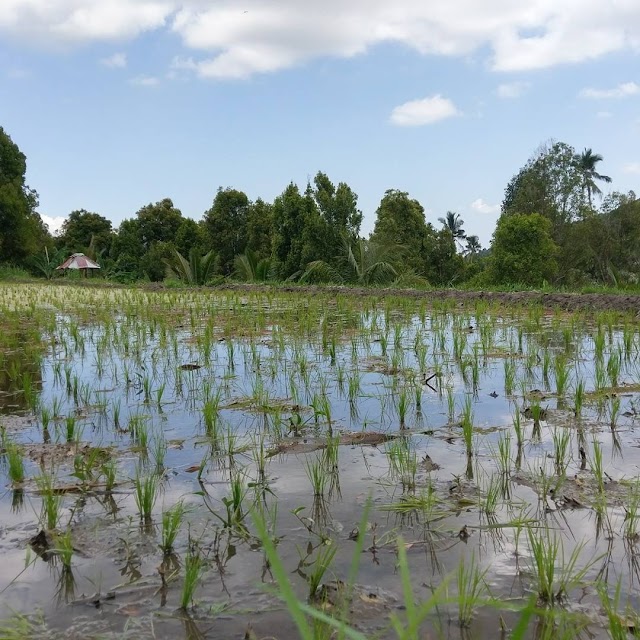 Rice Terrace Munduk