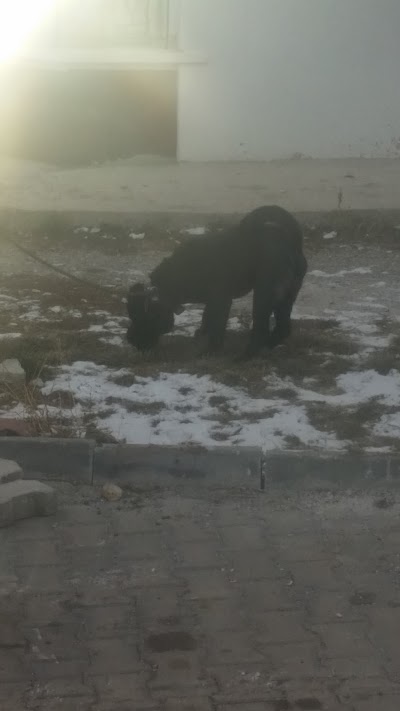 Futbol Sahası