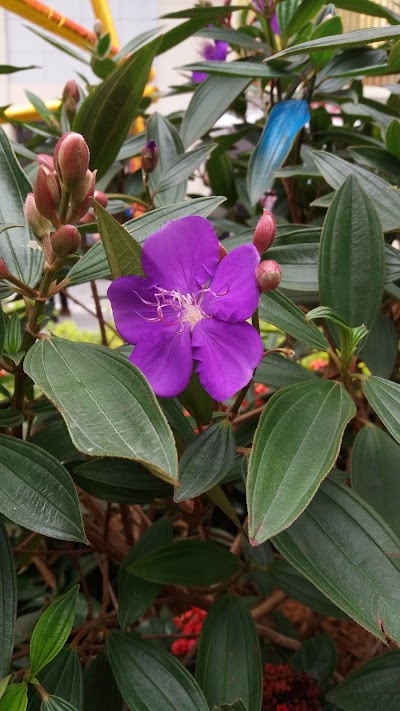 Photos of Shenzhen Central Park （East Gate）
