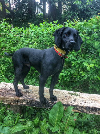 Devon Dog Boarding - Thumbnail