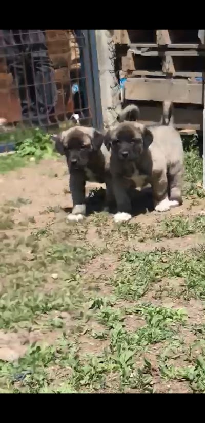 Aksaray Malaklı raising the Malakl Dog Farm