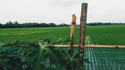 Photos of Dew Agro Farms Limited