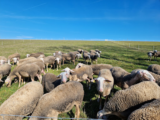 Photo de Ferme de Cabriole et Fromagerie de Cabriole à Saint-Félix-Lauragais (31540)