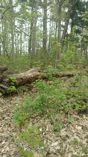 Battle Creek River - Thumbnail