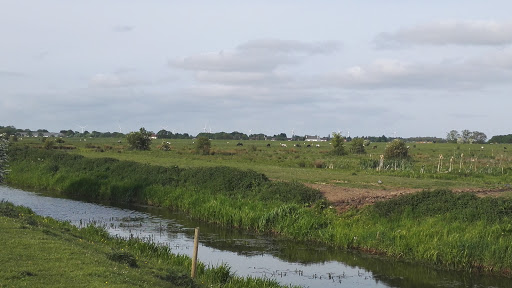 Swinemoor wetland Gallery - United Kingdom