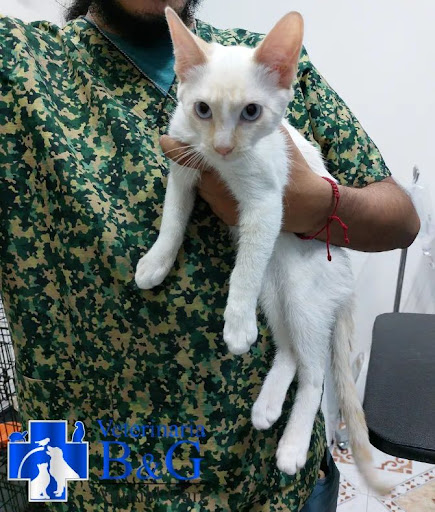 Veterinaria B&G Animal Care