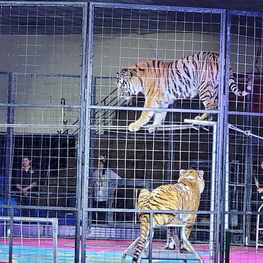 Jamil Shrine Circus - Thumbnail