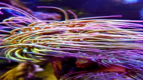 Aquatica World - Visual