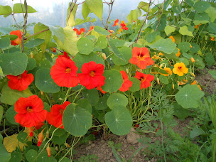 Photo n°4 de Des Heures Dehors à Ploërmel (Jardinier)