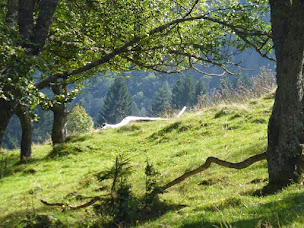 Photo n°10 de Gîte le Durrenbach à Lautenbach (Gîte)
