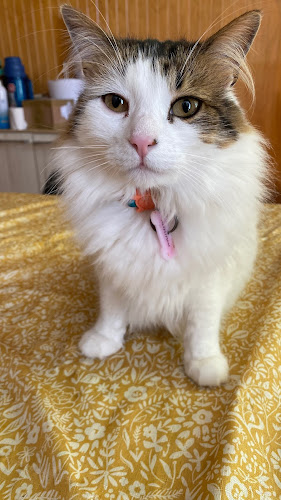 Opinii despre Dr. Ariel Chávez Médico Veterinario a Domicilio în Viña del Mar - Veterinario