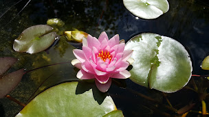 Photo n°22 de ceze formation à Saint-Ambroix (Pépinière)