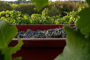 Photo n°5 de Château La Dournie SAS à Saint-Chinian (Établissement vinicole)