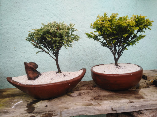 Arte Bonsai Otomí - Thumbnail