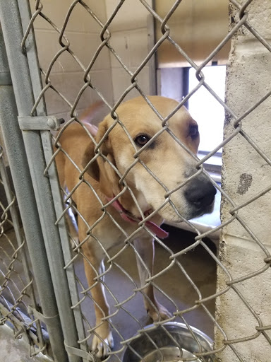 First State Animal Center and SPCA - Thumbnail