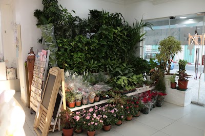 Photos of May Flower