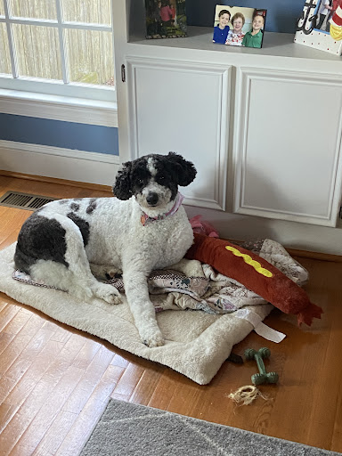 Pet Emergency Clinic of Pitt County - Thumbnail
