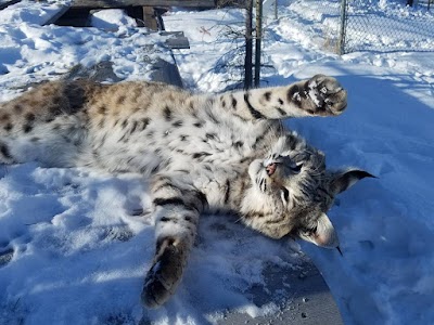 Yellowstone Wildlife Sanctuary