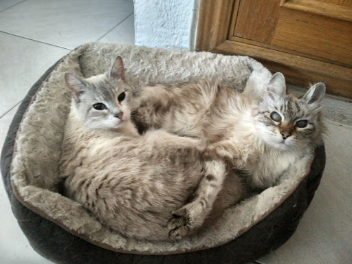 Centro Veterinario Santa Teresa - Thumbnail