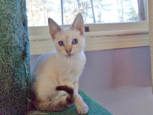 Rozzie May Animal Alliance Inc - Thumbnail