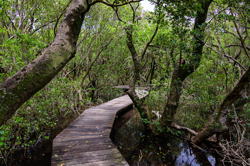 Lane Cove Mangrove Walkway