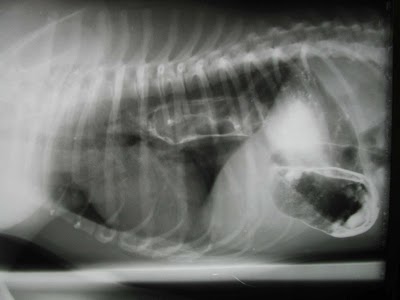 veterinary-care