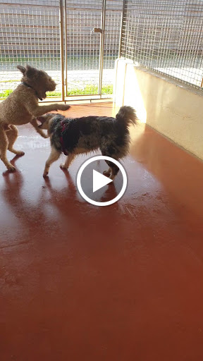 Colo'Canine de la Chênairée - Thumbnail