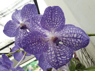 Photos of Orchid House