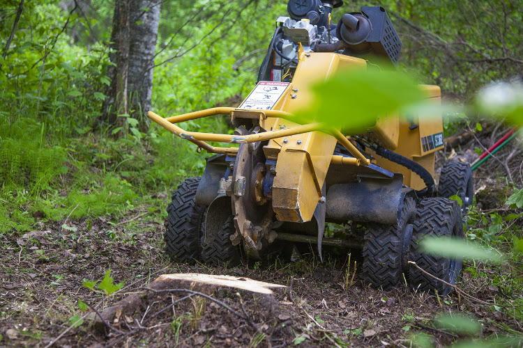 Sharp Tooth Stump Grinding