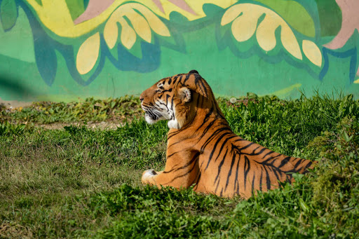 Bingo Zoo Tuzla