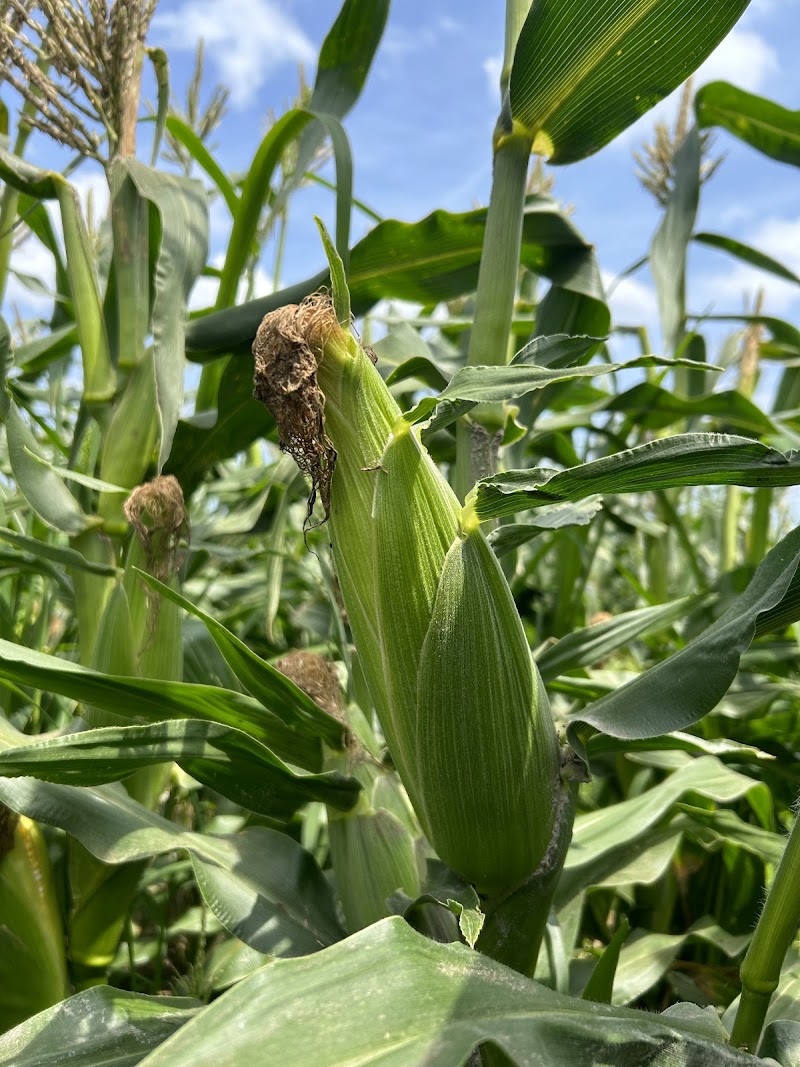 円香農園直販所