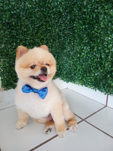 Veterinaria NOVA PETS en Delicias