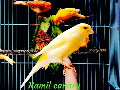 Toko Burung Kamil Kenari, Author: Ridwan Tile