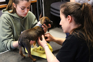 Photo n°3 de Biopraxia école d'ostéopathie animale à Rennes (Établissement d'enseignement supérieur)