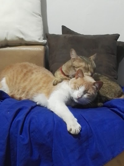 Photos of Zoonosis Bogot&aacute;