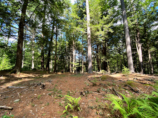 Miriam Hunt Memorial Forest - Thumbnail