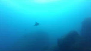 Photo n°2 de Saintes Plongée à Saintes (Club de sport)